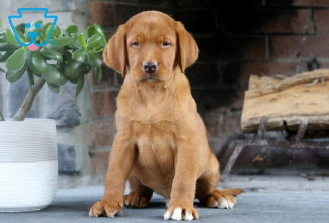 Fox Red Labrador Retriever puppy with a sleek reddish coat and white-tipped paws sitting in front of a brick fireplace next to a potted green plant. image
