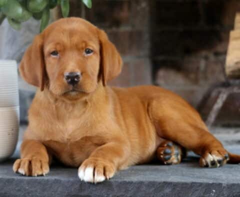 Fox Red Labrador Retriever puppy lying down on a stone floor with white-tipped front paws, posing calmly beside a potted plant and brick fireplace.