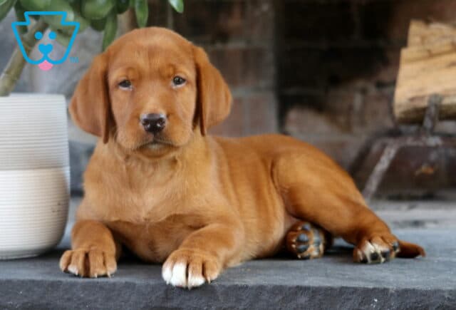 Fox Red Labrador Retriever puppy lying down on a stone floor with white-tipped front paws, posing calmly beside a potted plant and brick fireplace. image