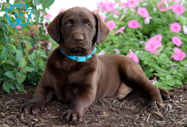Chocolate Lab puppy with a rich brown coat and bright blue collar lying on mulch beside a bed of blooming pink petunias and leafy plants. image