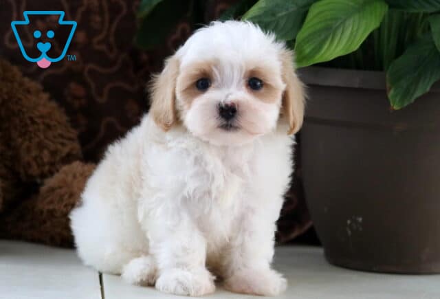 Lilo Maltipoo image