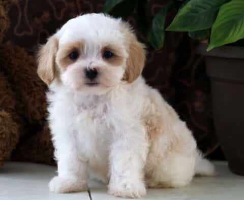 Lilo Maltipoo2