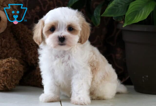 Lilo Maltipoo2 image