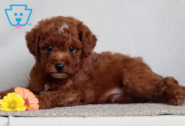 Lilo Mini Poodle image