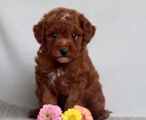 Lilo Mini Poodle2