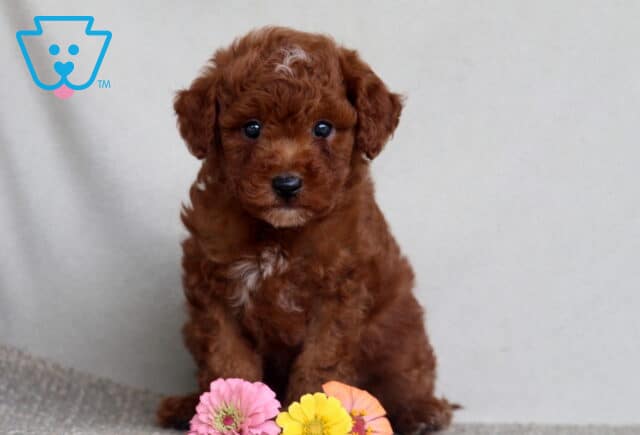 Lilo Mini Poodle2 image