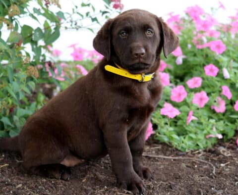 Chocolate Lab puppy with a bright yellow collar sitting on mulch beside blooming pink flowers and green foliage.