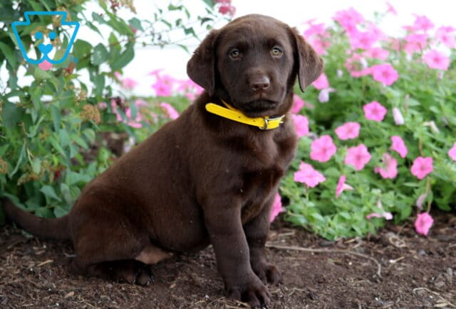 Chocolate Lab puppy with a bright yellow collar sitting on mulch beside blooming pink flowers and green foliage. image