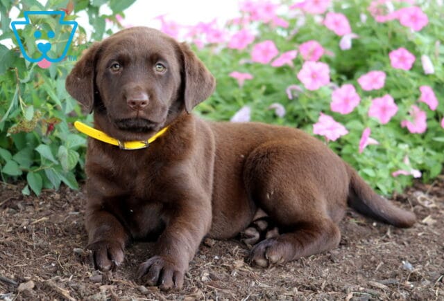 Chocolate Labrador Retriever puppy wearing a yellow collar, lying down on mulch in front of vibrant pink flowers. image
