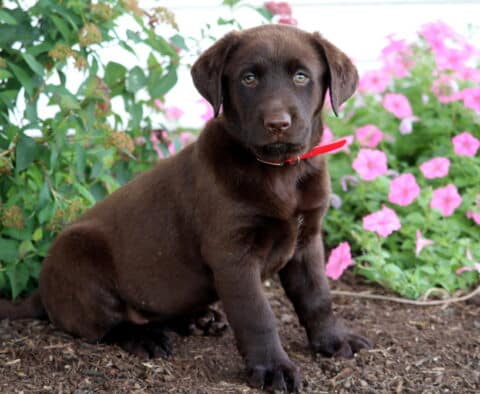 Chocolate Lab puppy with a red collar sitting on mulch in front of pink petunias and leafy green shrubs.