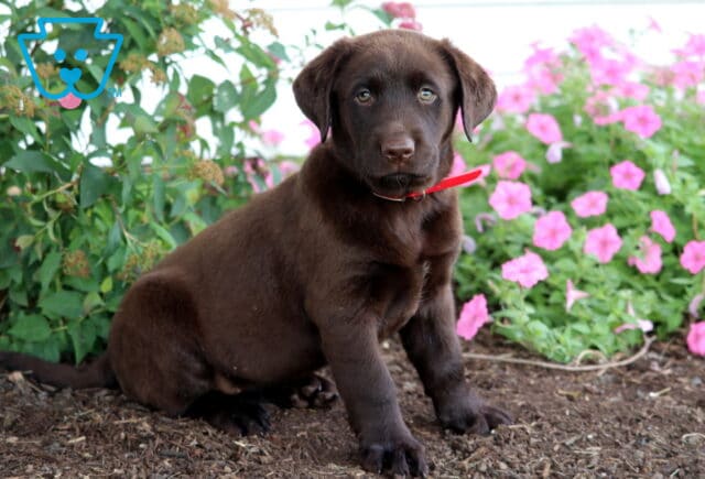 Chocolate Lab puppy with a red collar sitting on mulch in front of pink petunias and leafy green shrubs. image
