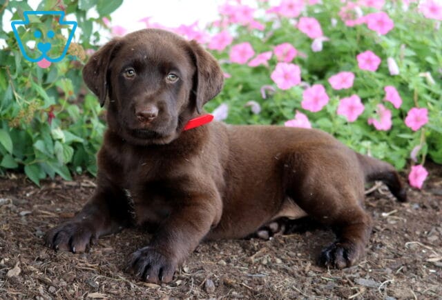 Chocolate Lab puppy wearing a red collar lying on mulch beside pink flowers and green plants. image