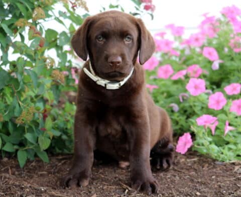 Chocolate Lab puppy with a cream-colored collar sitting on mulch in front of green shrubs and bright pink flowers.