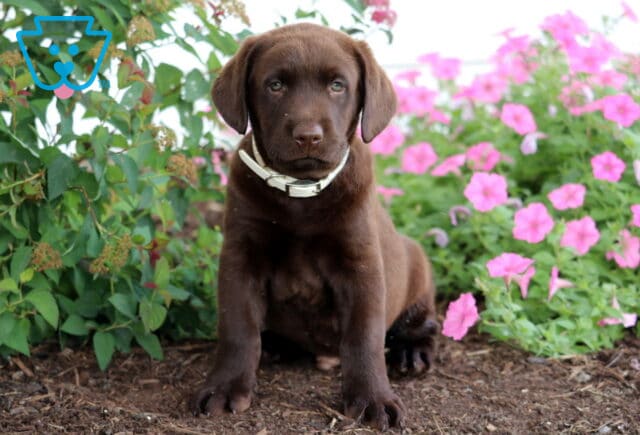 Chocolate Lab puppy with a cream-colored collar sitting on mulch in front of green shrubs and bright pink flowers. image