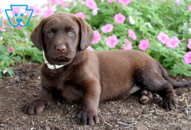 Chocolate Lab puppy with a white collar lying on mulch beside bright pink petunias and lush green leaves. image