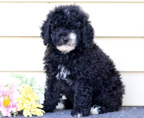 Logan Mini Bernedoodle