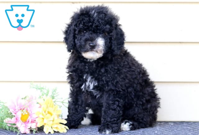 Logan Mini Bernedoodle image
