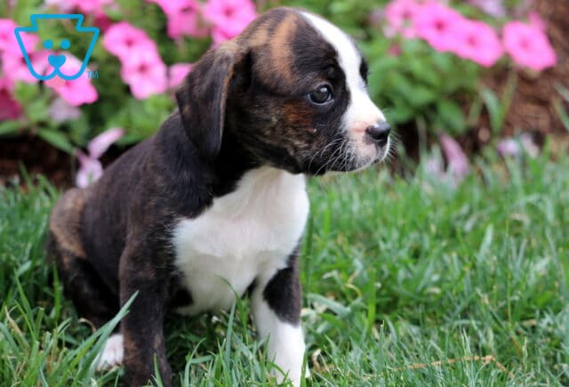 Louie Boston Mix image
