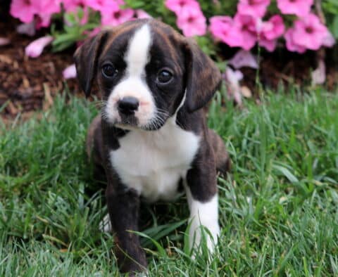 Louie Boston Mix2