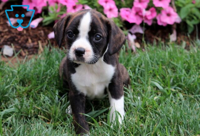 Louie Boston Mix2 image