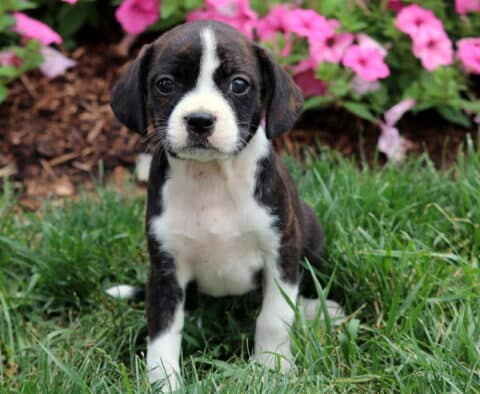 Lucky Boston Mix