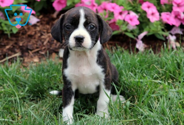 Lucky Boston Mix image
