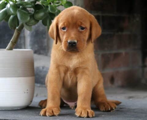 Lucky Fox Red Lab