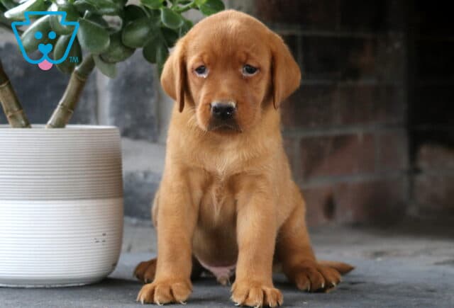 Lucky Fox Red Lab image