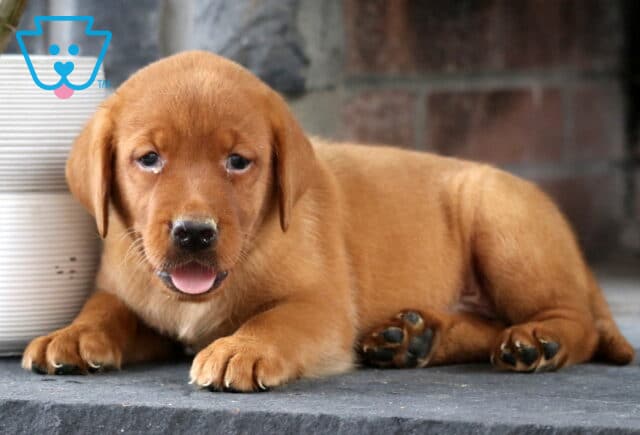 Lucky Fox Red Lab2 image
