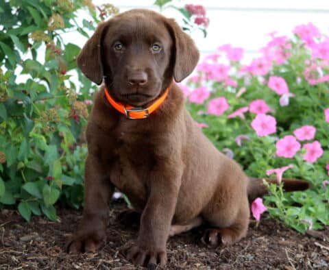 Chocolate Lab puppy wearing a bright orange collar sitting on mulch in a flower bed filled with lush greenery and blooming pink petunias.