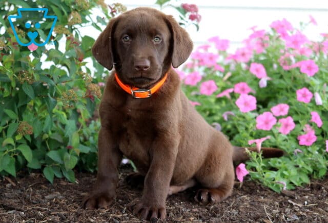 Chocolate Lab puppy wearing a bright orange collar sitting on mulch in a flower bed filled with lush greenery and blooming pink petunias. image
