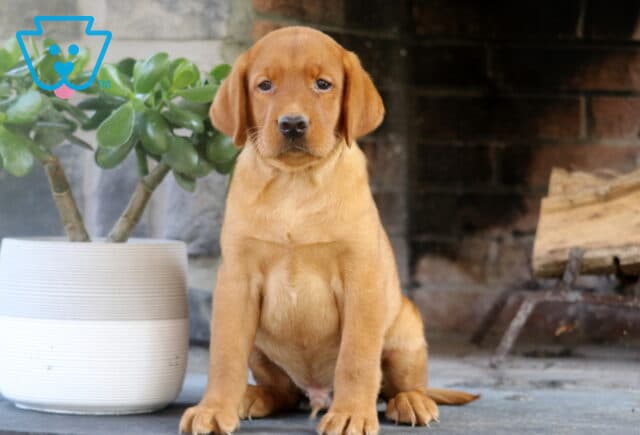 Fox Red Labrador Retriever puppy with a rich reddish coat sitting upright on a stone floor beside a white planter and a rustic brick fireplace. image