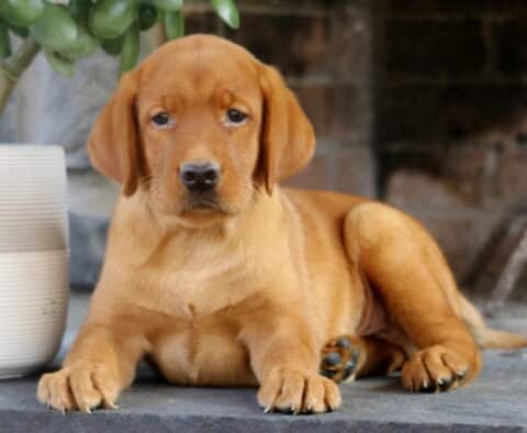 Fox Red Labrador Retriever puppy laying on a stone surface with front legs extended, gazing calmly ahead next to a white planter and rustic fireplace backdrop.