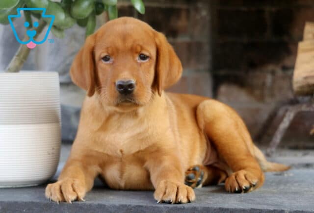 Fox Red Labrador Retriever puppy laying on a stone surface with front legs extended, gazing calmly ahead next to a white planter and rustic fireplace backdrop. image