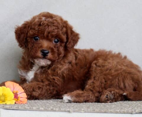 Lucky Mini Poodle