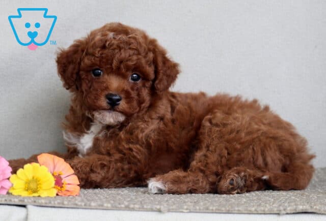 Lucky Mini Poodle image