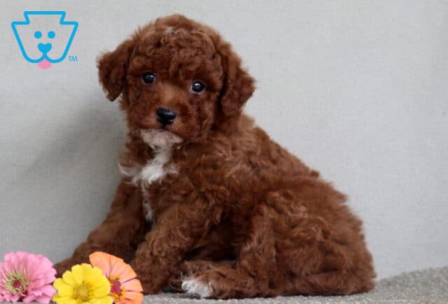 Lucky Mini Poodle2 image