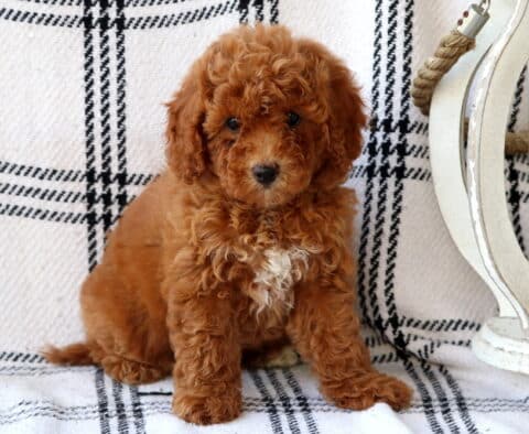 Lucy Bichpoo