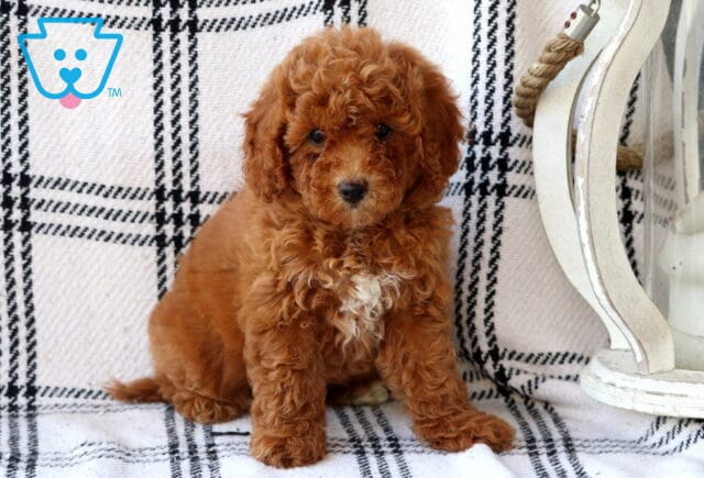 Lucy Bichpoo image