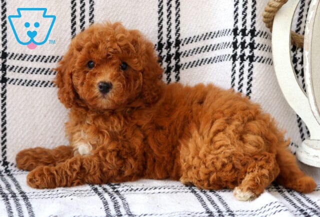 Lucy Bichpoo2 image