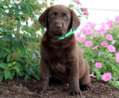 Chocolate Lab puppy with a shiny brown coat and green collar sitting in a garden bed surrounded by lush greenery and blooming pink flowers.