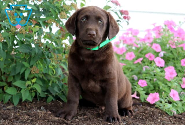 Chocolate Lab puppy with a shiny brown coat and green collar sitting in a garden bed surrounded by lush greenery and blooming pink flowers. image