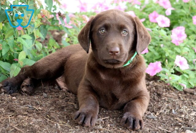 Chocolate Lab puppy with a smooth brown coat and green collar lying on mulch next to blooming pink flowers and green foliage. image