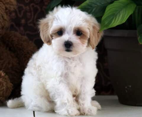 Luka Maltipoo
