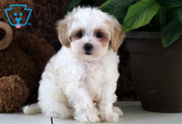 Luka Maltipoo image