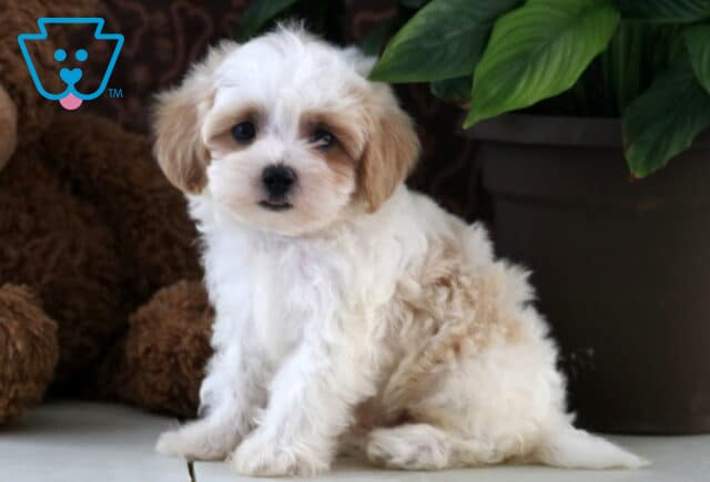 Luka Maltipoo2 image