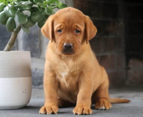 Luna Fox Red Lab
