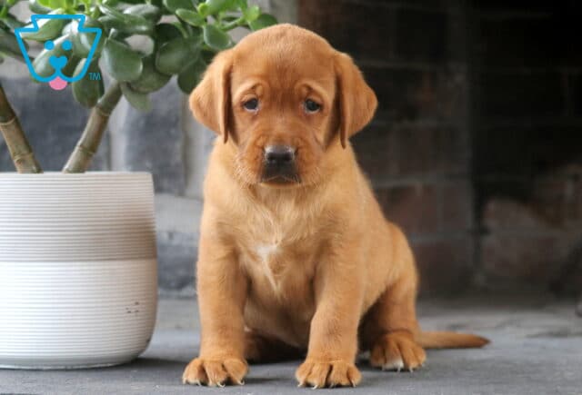 Luna Fox Red Lab image
