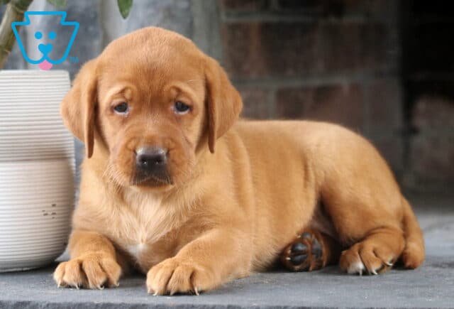 Luna Fox Red Lab2 image