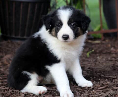 Mabel Border Collie